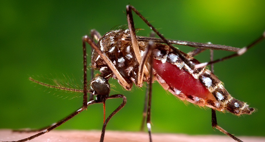 Things to remeber about mosquitoes